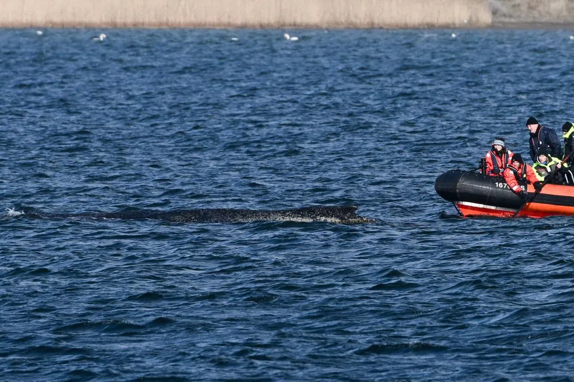 Experts inspect a humpback whale as it lies on a sandbank in the Wismar Bay in the Baltic Sea on March 30. The stranded mammal is said to be in a better condition than some have suspected.