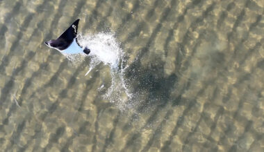 New drone videos solve incredible mystery in Aussie waters