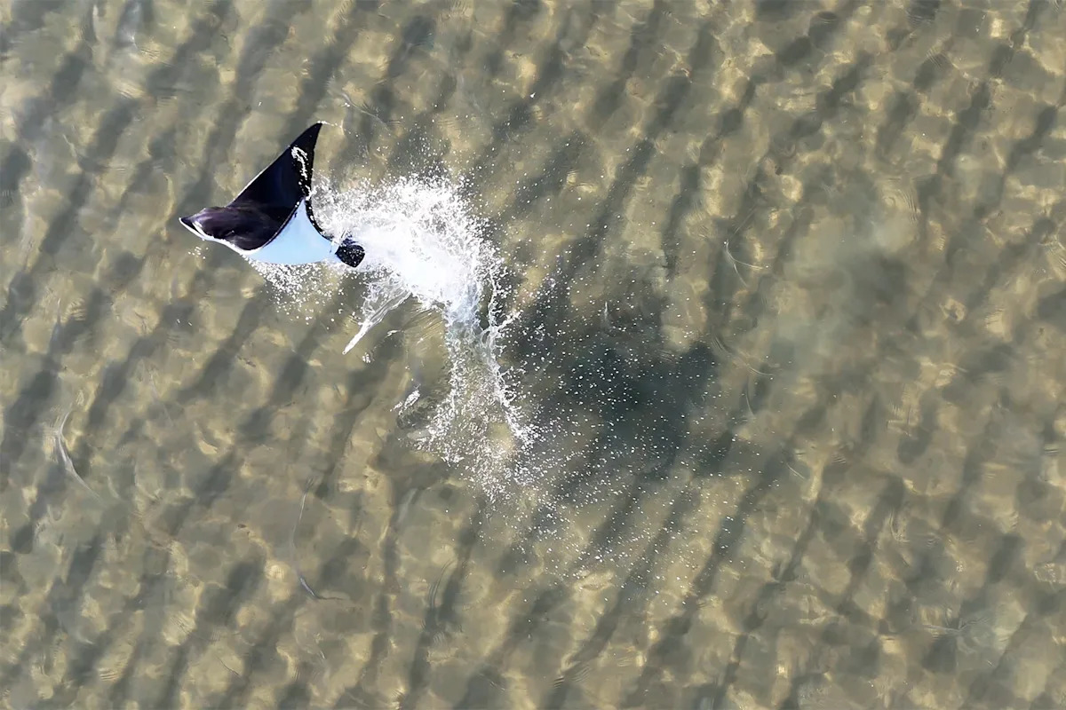 New drone videos solve incredible mystery in Aussie waters