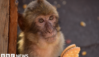 Monkeys 'learn to eat soil to cope with junk food' - BBC