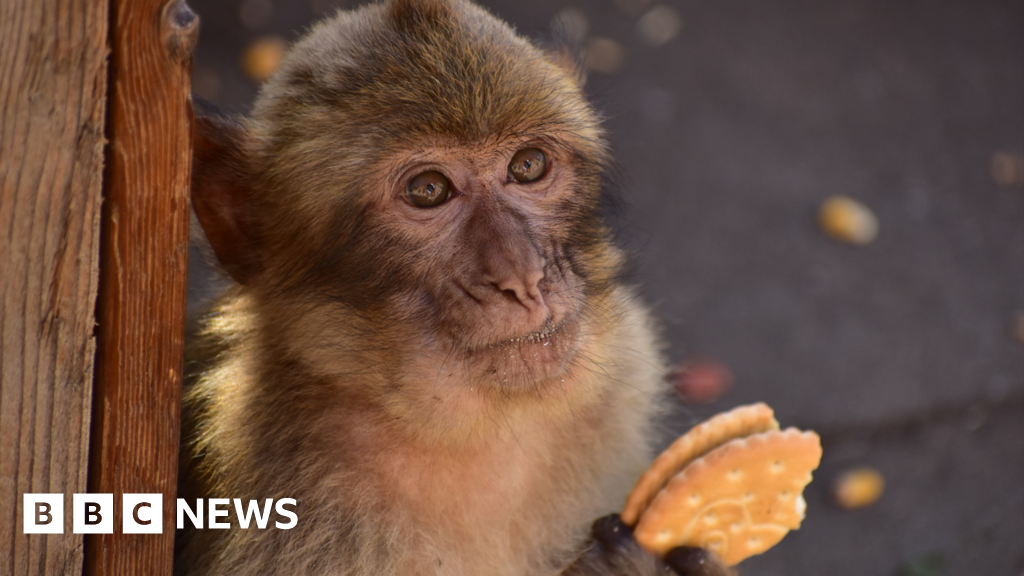 Monkeys 'learn to eat soil to cope with junk food' - BBC