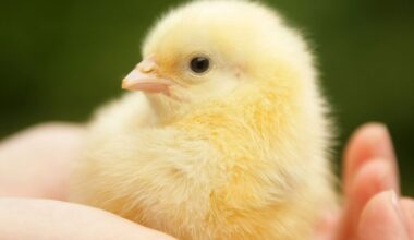 human touch and chicks