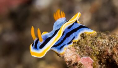 The Prettiest Sea Slugs Use Crystals in Their Skin as 'Pixels' of Color : ScienceAlert