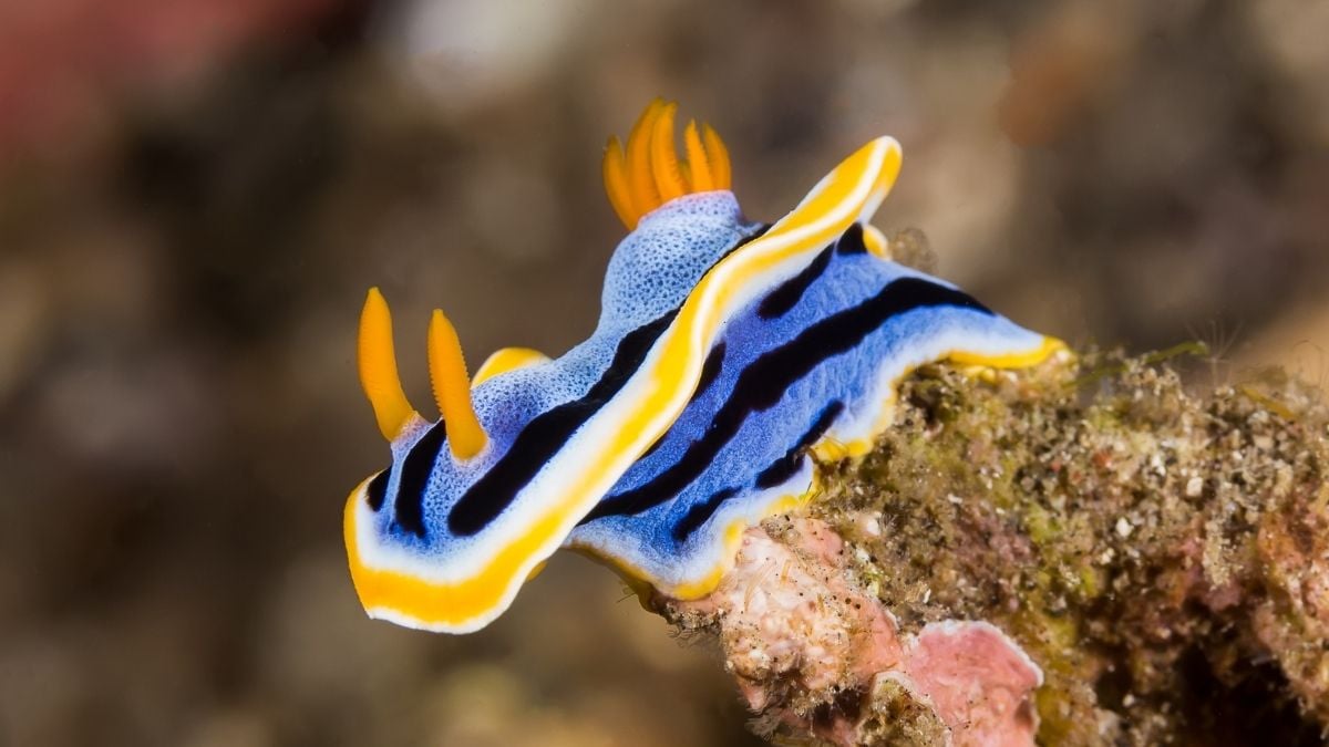 The Prettiest Sea Slugs Use Crystals in Their Skin as 'Pixels' of Color : ScienceAlert
