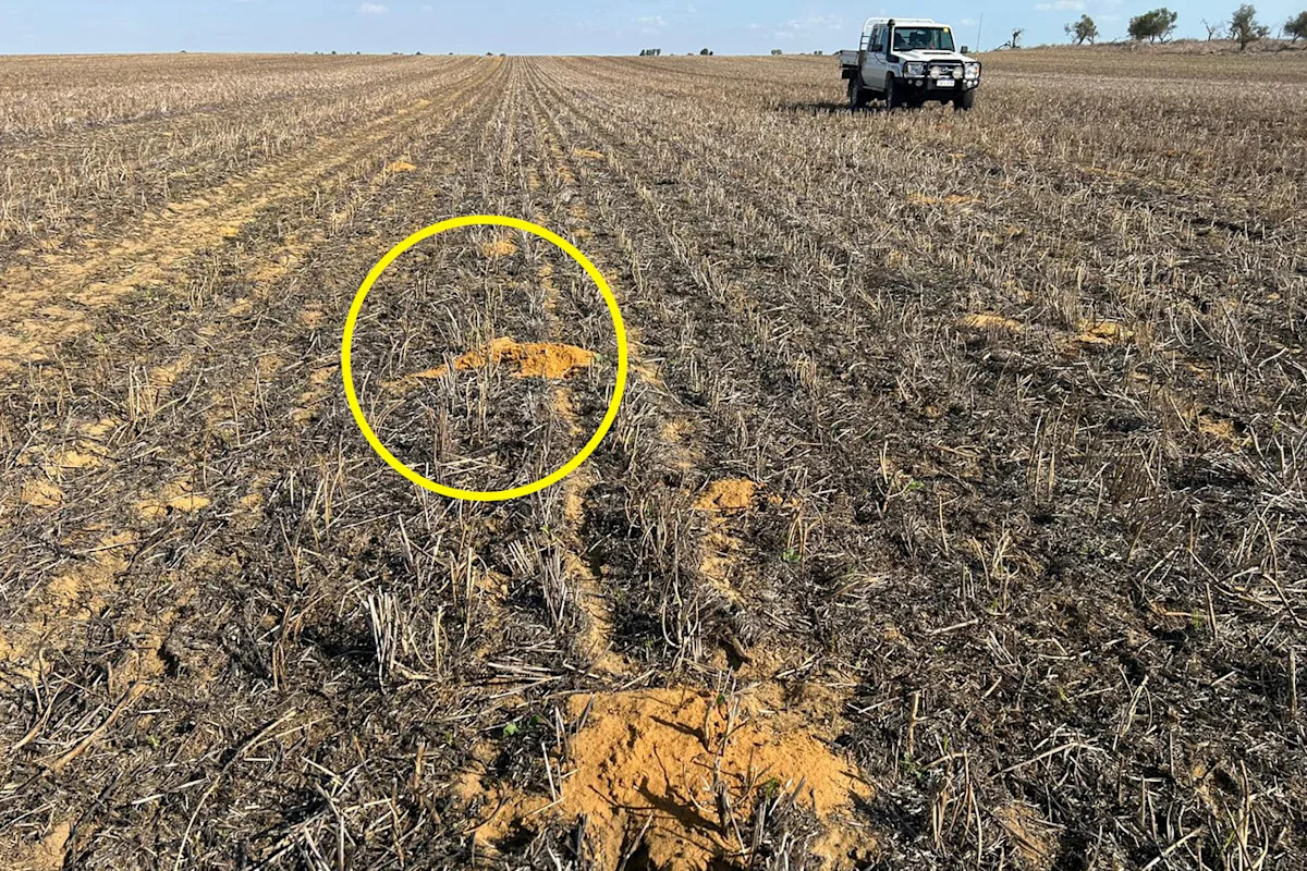 Aussie community unnerved by underground threat that springs to life at night: 'This is too much'