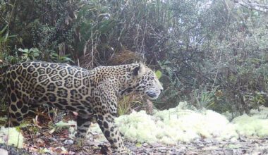 Remote Cameras Capture ‘Cloud Jaguar’ in Honduras for First Time in a Decade