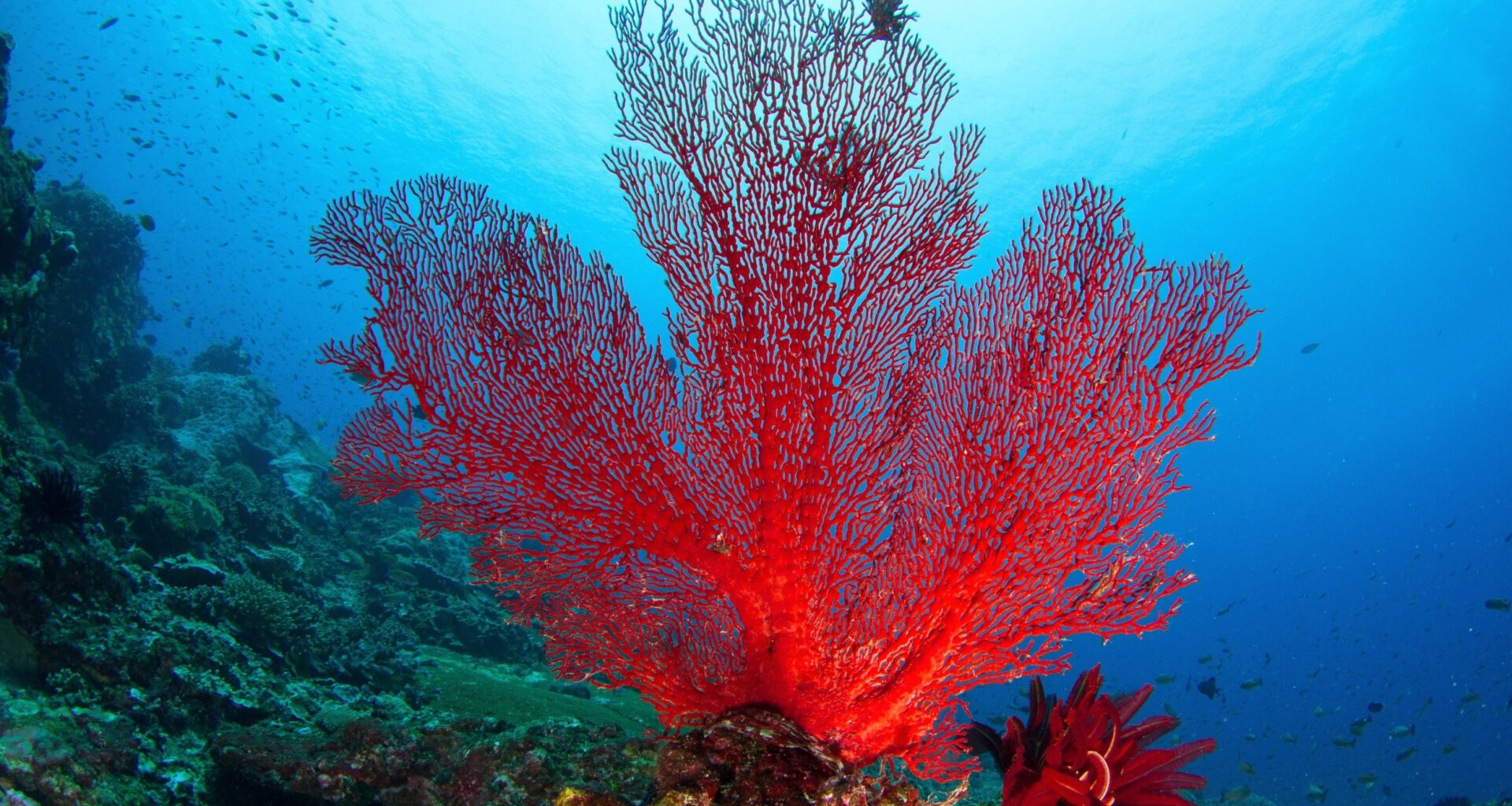 Coral reefs hide a vast world of potential new medicines