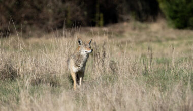 a coyote in the sunlight in an urban park.