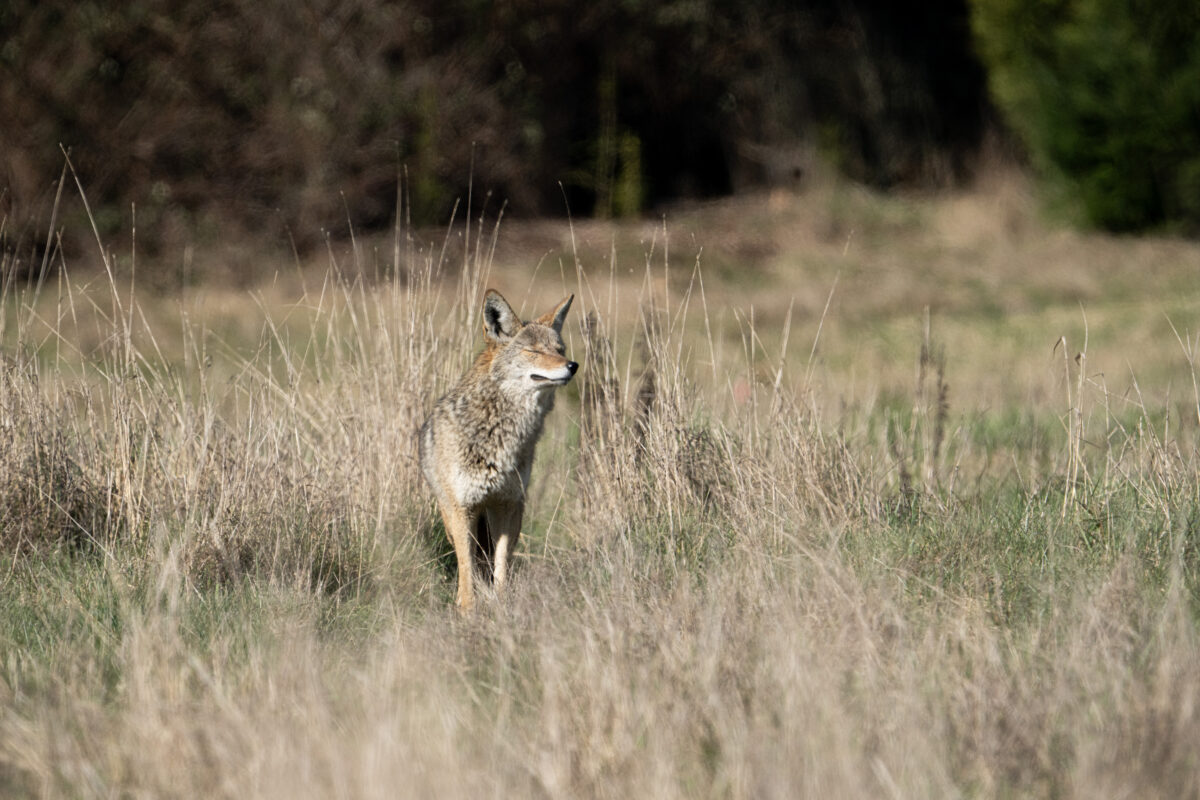 a coyote in the sunlight in an urban park.