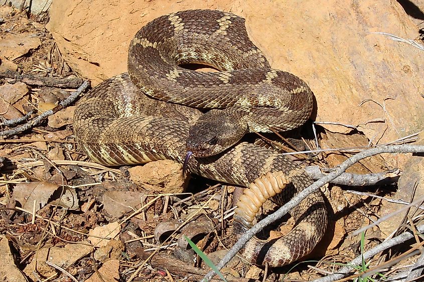Northern Pacific rattlesnake (Crotalus oreganus). 