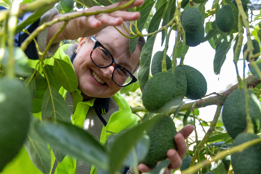 A woman looking through an avocado tree.