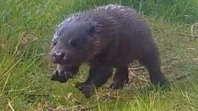 An otter bouncing off green grass. The otter is brown in colour. 