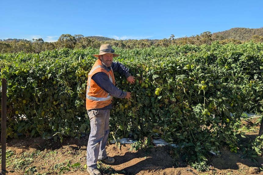 A man in a hi-vis vest and straw hat standing beside a field of tall green plants.