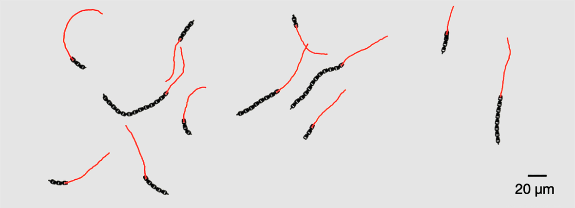 Leiden's Sensor-Free Microrobots Move Like Living Organisms