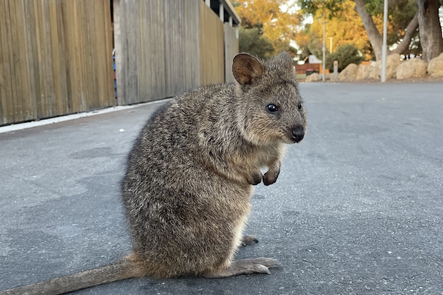 Rottnest Channel Swim banner, empty.