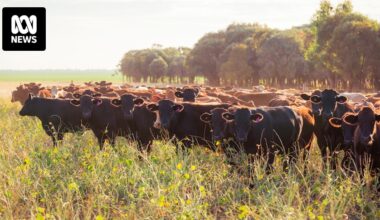 AACo spared investigation into cattle thirst deaths after reassuring regulators