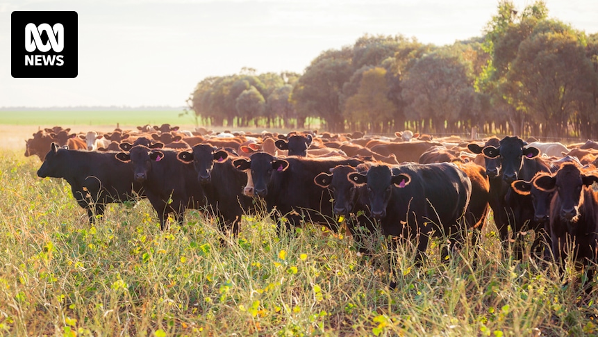 AACo spared investigation into cattle thirst deaths after reassuring regulators