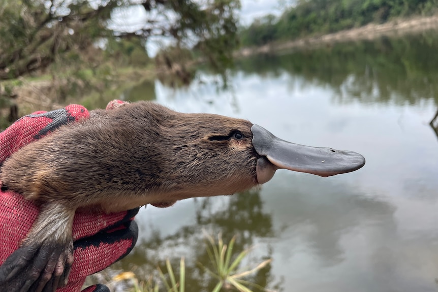 a woman wearing kitchen gloves holding a platypus near a river