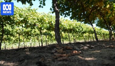 Grapevine berry inner necrosis virus officially detected for first time in multiple Australian states