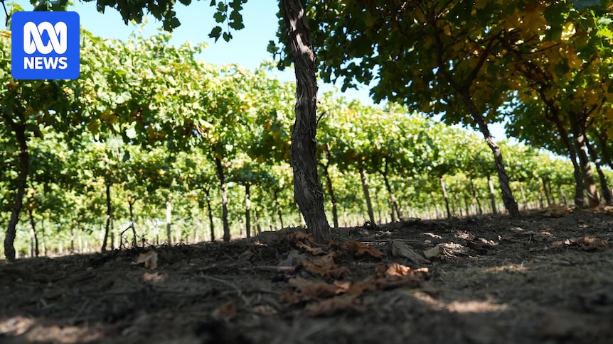 Grapevine berry inner necrosis virus officially detected for first time in multiple Australian states