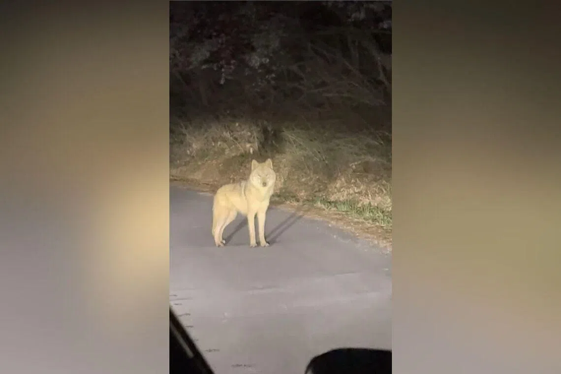 About 60 police officers have been deployed to the area with six drones monitoring the wolf's movements in real time.