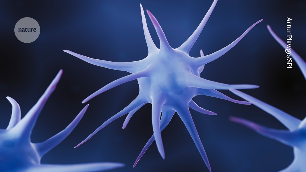 Why some cancer-fighting immune cells lose their strength inside tumours