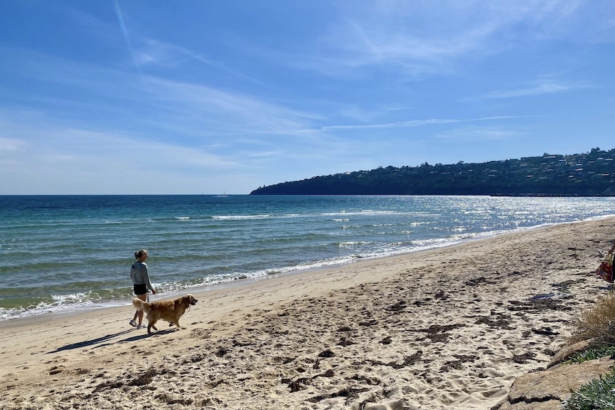 A woman in a grey top and black shorts walks a tan dog along the sand beside the water on a sunny day.