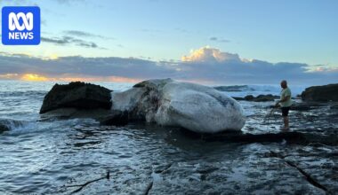 Beaches at Sydney's Royal National Park close after dead whale brings 'significant' shark activity