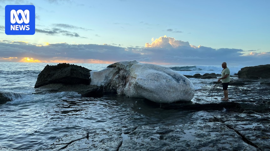 Beaches at Sydney's Royal National Park close after dead whale brings 'significant' shark activity