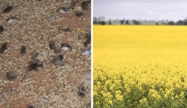 Western Australian farmers call for urgent action as mouse plague threatens $1bn crop harvest