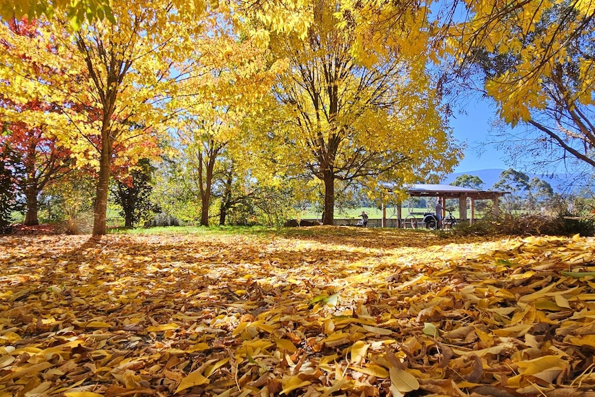 Yellow leaves completely cover the ground under trees with brighter yellow leaves and trees with red leaves behind.