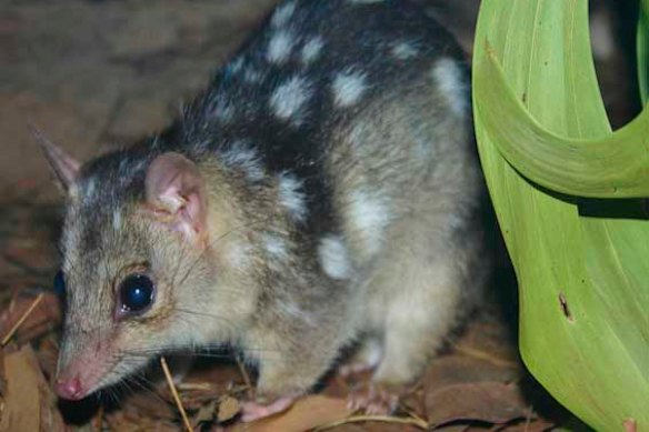 Northern quolls are endangered mainly because of fatal poisoning when they eat cane toads.