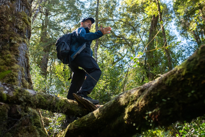A man wearing long-sleeve shirt and pants as well as a cap and backpack shuffles along a mossy log in the forest