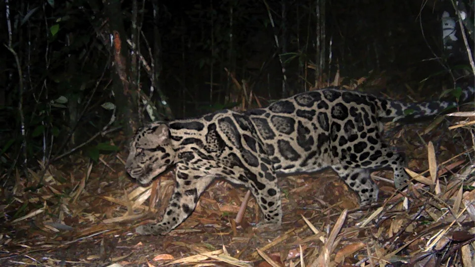 A Sundra spotted leopard walking in a forest at night caught on camera.