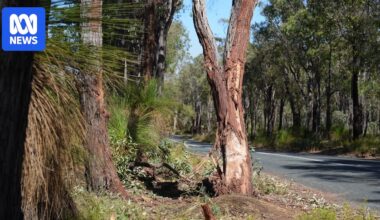 Three dead after car hits tree in Perth Hills - Australian Broadcasting Corporation