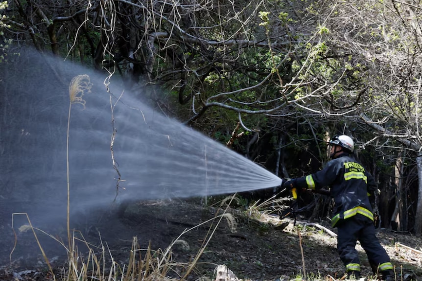 A firefighter in a forest hoses down a burnt area.