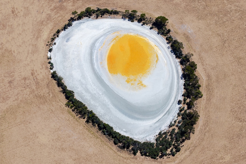 A egg-like salt lake surrounded by trees in the middle of a paddock