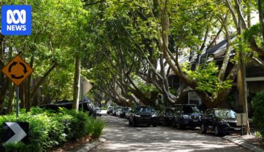Tree proximity to property may hurt sale price, analysis in Australia's biggest city shows