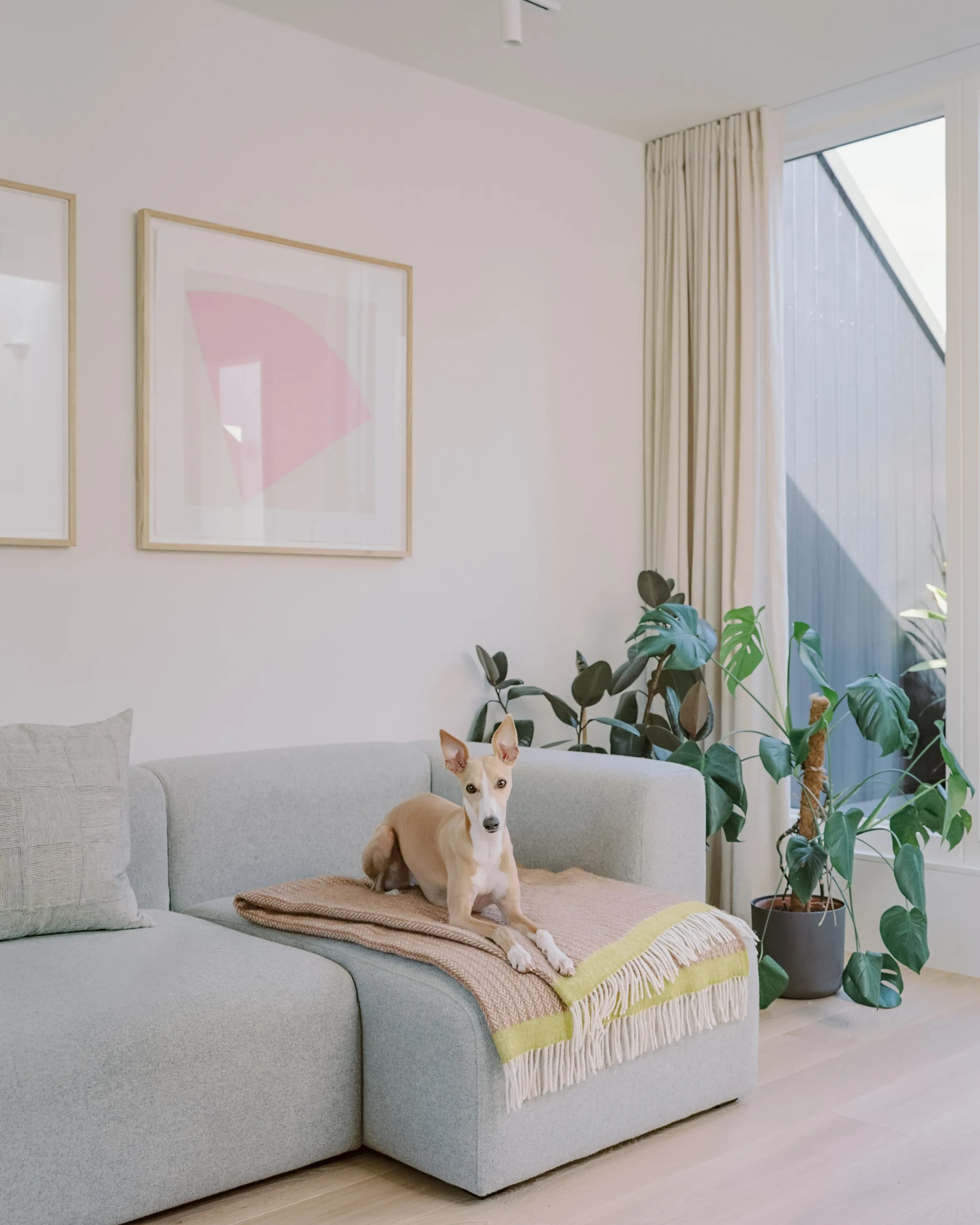 A dog resting on a blanket on a couch in a modern living room.