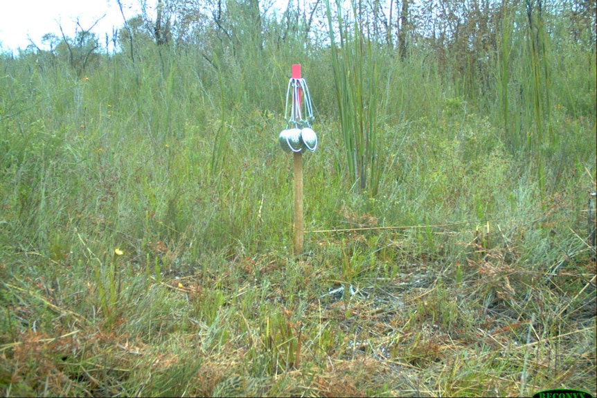 An image captured on a Parks Victoria field camera.