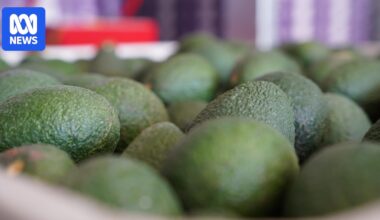 Avocado 'ripeness scanner' trial aims to help customers choose the perfect fruit