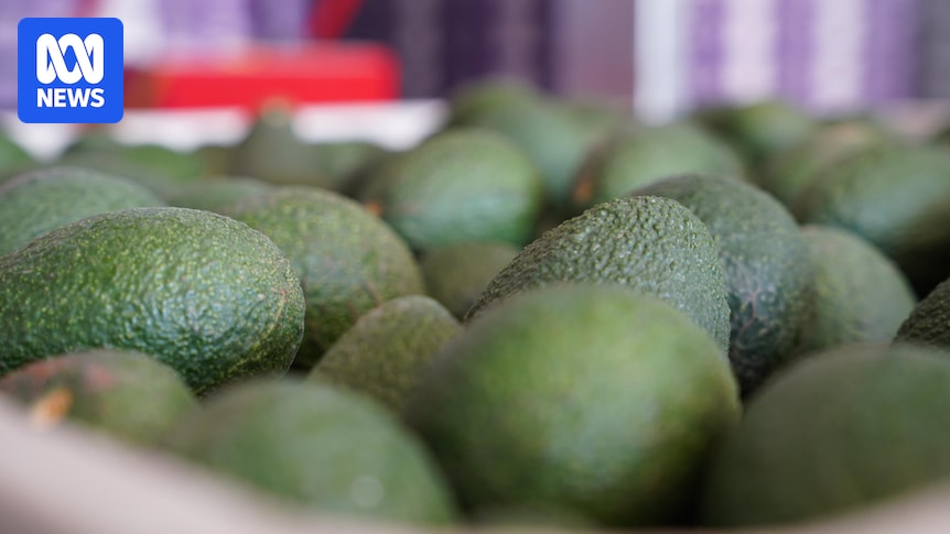 Avocado 'ripeness scanner' trial aims to help customers choose the perfect fruit