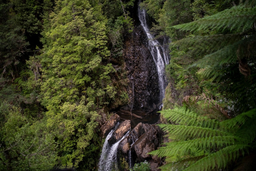 Water flowing down a rocky wall covered in greenery