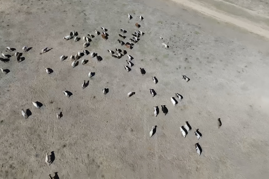A drone image showing cattle on a bonedry landscape, brown without any grass