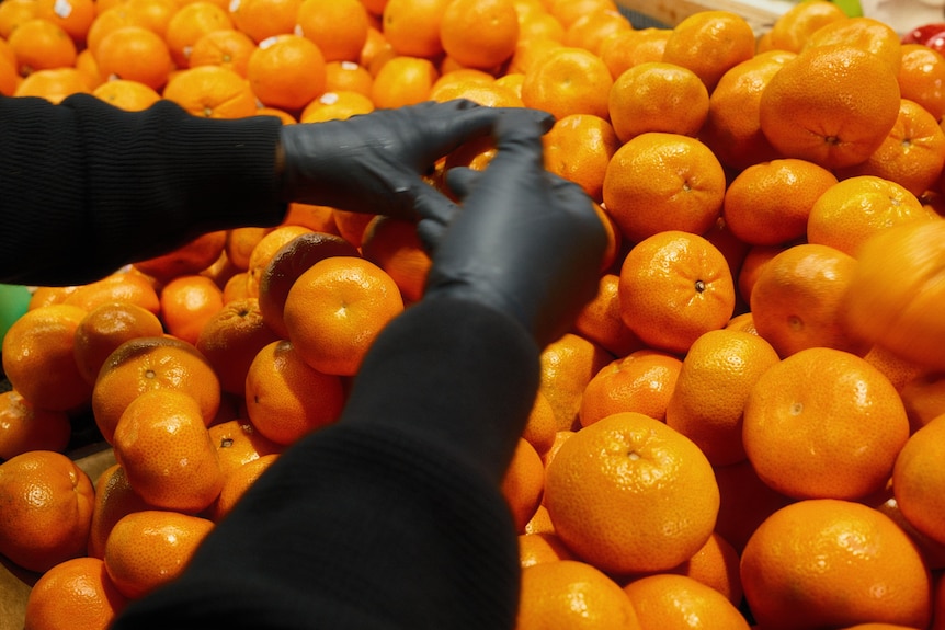 Gloved hands sorting through a big market display of mandarins.