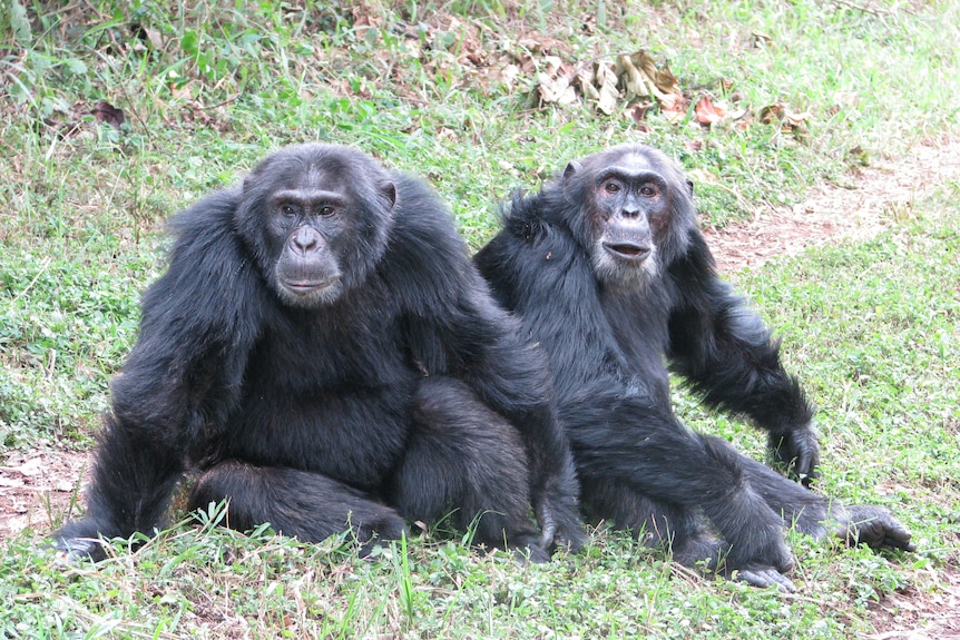 two chimps sit on a green hillside 