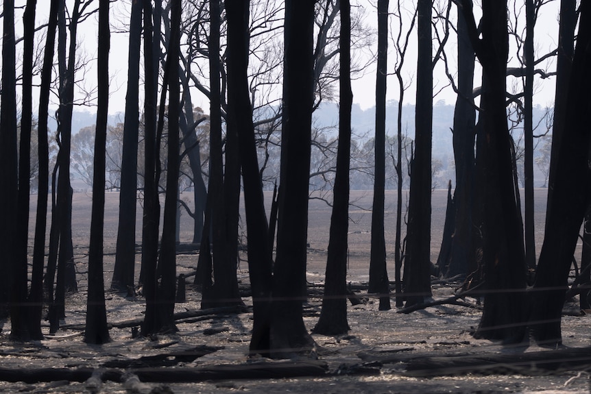 Blackened trees standing on scorched ground with smoke still hanging in the air behind.