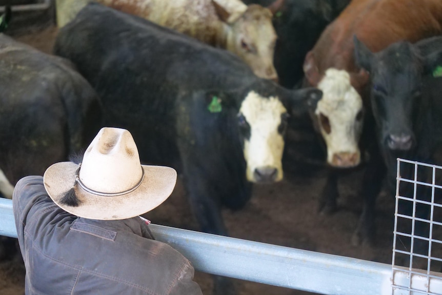 A man in a broad brim hat looking into a pen of baldy faced cattle