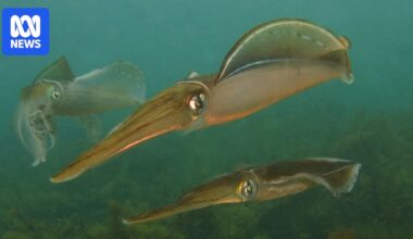Squid sightings spawn hope in SA amid calls for longer-lasting restrictions