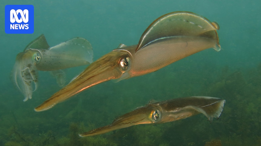 Squid sightings spawn hope in SA amid calls for longer-lasting restrictions